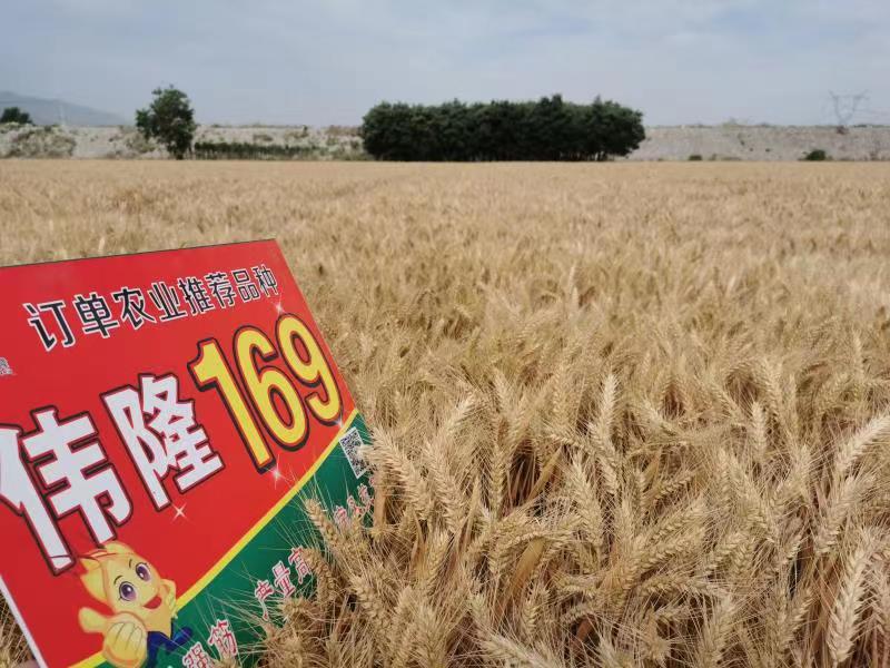 重磅！集團(tuán)兩項(xiàng)產(chǎn)品入選農(nóng)業(yè)農(nóng)村部2023年農(nóng)業(yè)主導(dǎo)品種